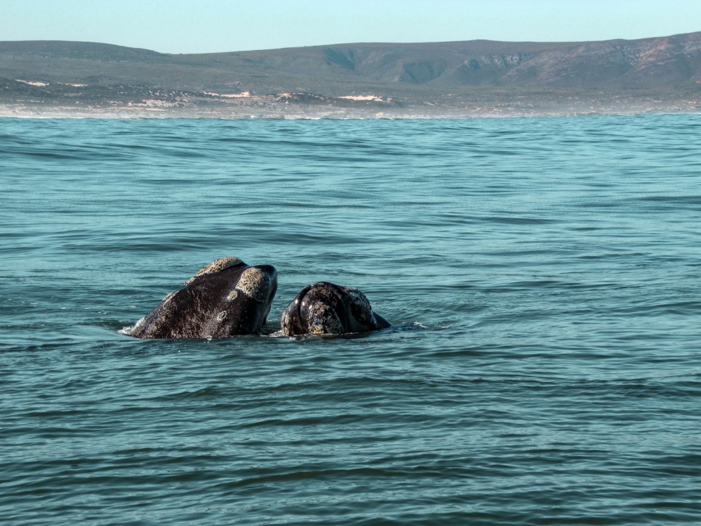 Walvissen Hermanus