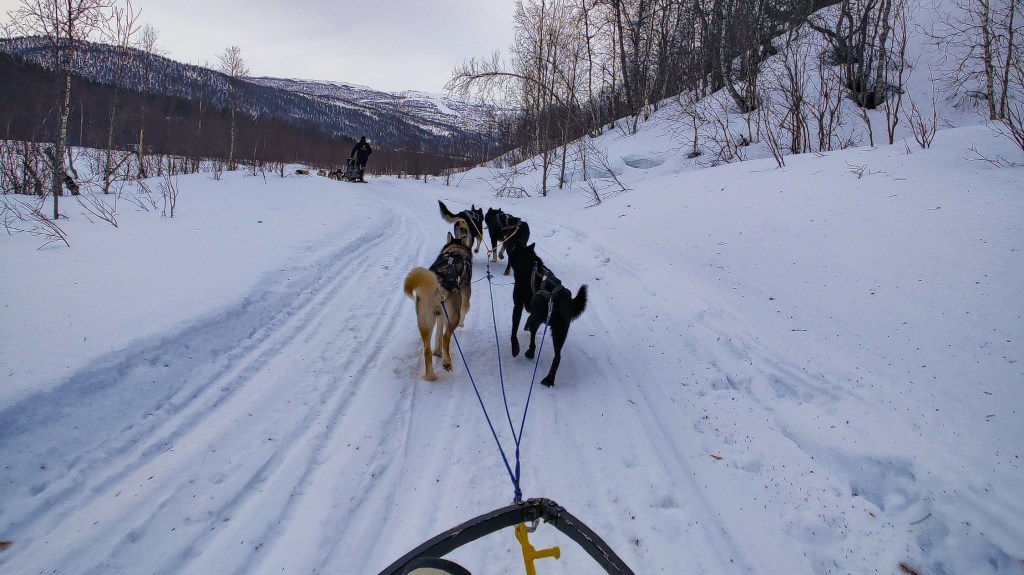 husky tocht lapland